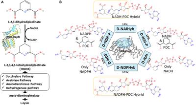 Hybrid Dynamic <mark class="highlighted">Pharmacophore</mark> Models as Effective Tools to Identify Novel Chemotypes for Anti-TB Inhibitor Design: A Case Study With Mtb-DapB